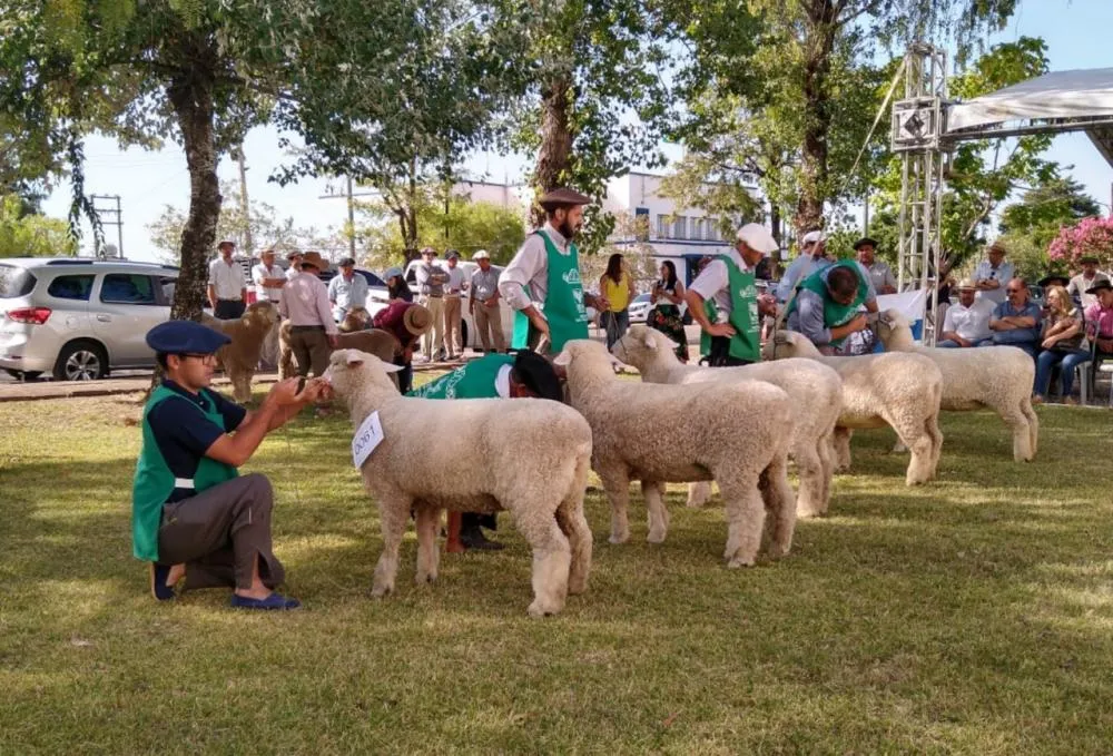 Seis cidades da região irão mostrar o melhor da genética ovina para comercialização 