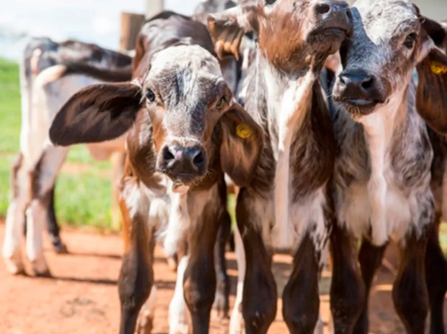 O colostro bovino é a primeira secreção da glândula mamária imediatamente após o parto. Esse fluido é notável pela sua alta concentração de nutrientes, imunoglobulinas (anticorpos) e fatores de crescimento essenciais para a saúde e desenvolvimento dos bez