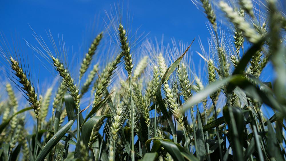 A qualidade do trigo produzido no Rio Grande do Sul mudou a dinâmica do mercado e hoje há uma evolução significativa do que é entregue aos moinhos. Crédito foto: Divulgação Biotrigo/Ron Lima