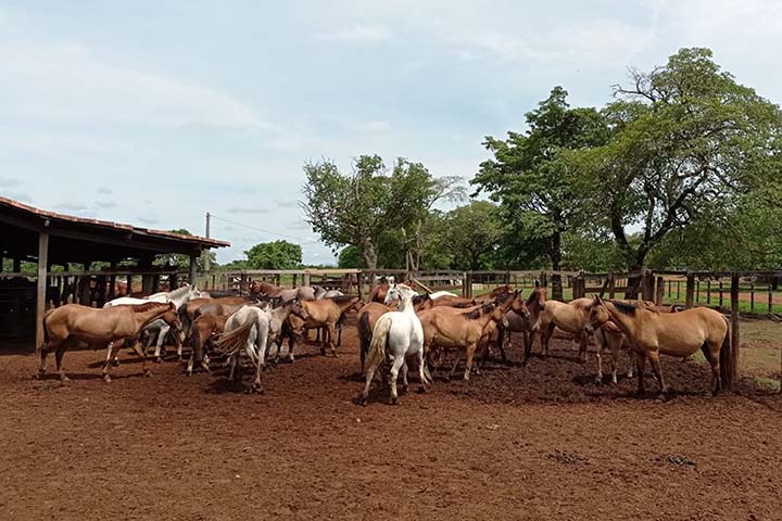  O uso do Cavalo Crioulo como um cavalo de serviço é, atualmente, o principal foco de mercado no Tocantins.
