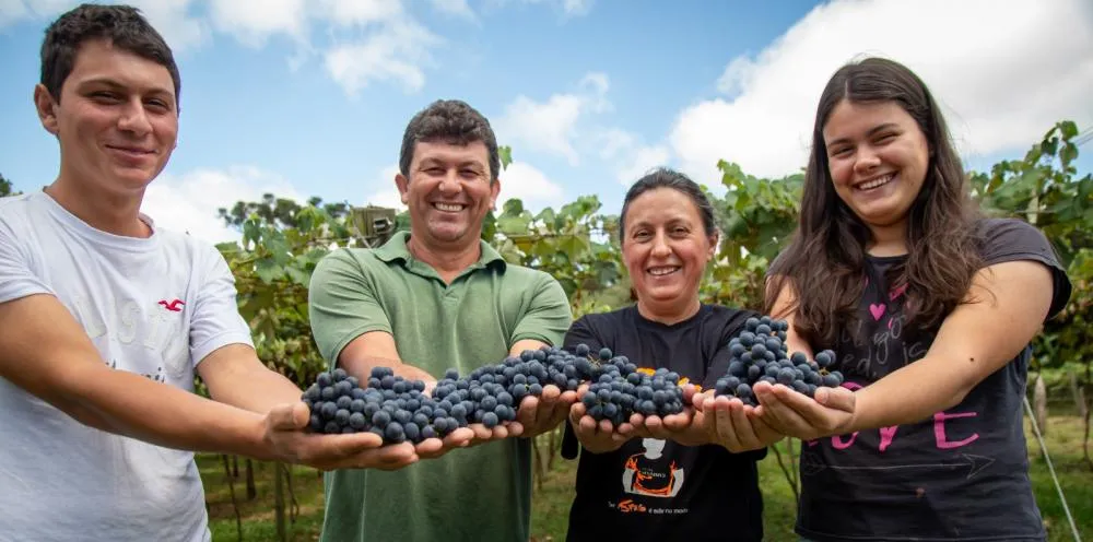 Projeto de intercooperação, produz 65mil litros por ano, envolve 49 famílias produtoras e mais de 60 hectares de uvas cultivadas nas regiões dos Campos Gerais e da Grande Curitiba.