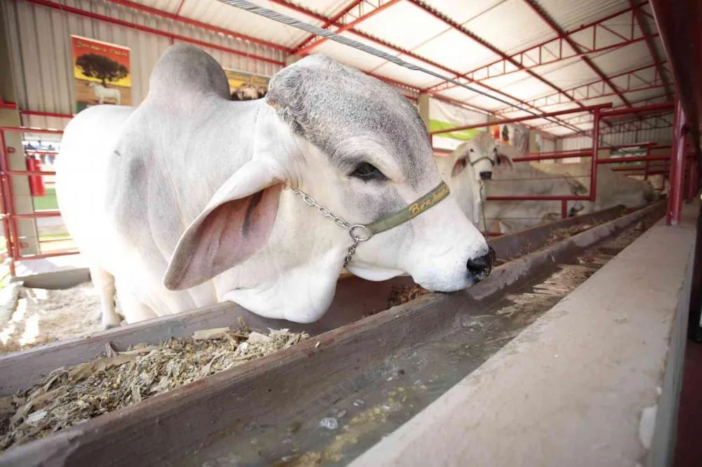 Animais, o melhor de cada raça, estarão em exposição dos pavilhões da pecuária Crédito: Assessoria