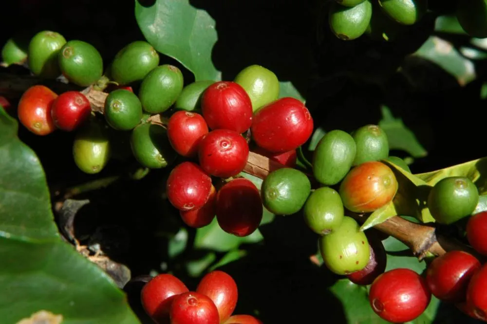 Preço do café continua em patamar alto, mas produtores também recebem mais Foto: IDR-Paraná