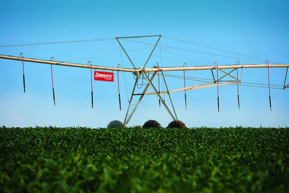 Utilizando a tecnologia dos pivôs, o produtor Hélio Yamamoto, de Paracatu/MG, colheu a média de 234,8 sc/ha do cereal, sagrando-se o grande destaque nacional