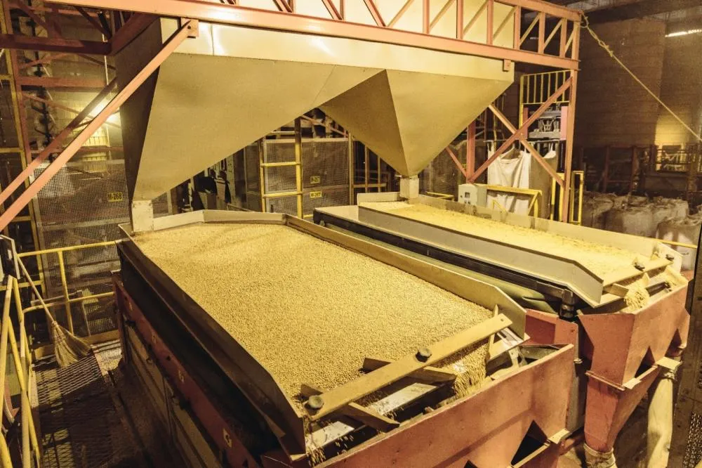 Descubra as vantagens do Tratamento Industrial de Sementes (TSI) no estande da Bela Sementes no BelaSafra 2025.