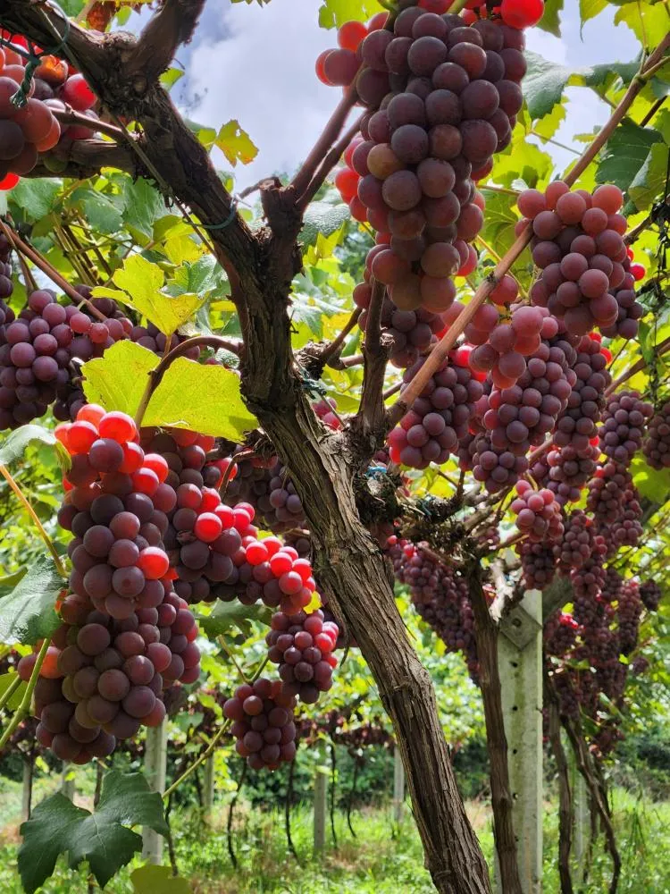 Os preparativos dos produtores estão na reta final para, ao longo da Fesuva, oferecem a fruta nas variedades Niágara Rosada, Niágara Branca, Bordô e Preta. Foto Prefeitura