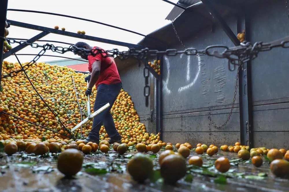 Exportações de frutas do Paraná crescem 33% e chegam a US$ 14 milhões em 2024 Foto: José Fernando Ogura/Arquivo AEN