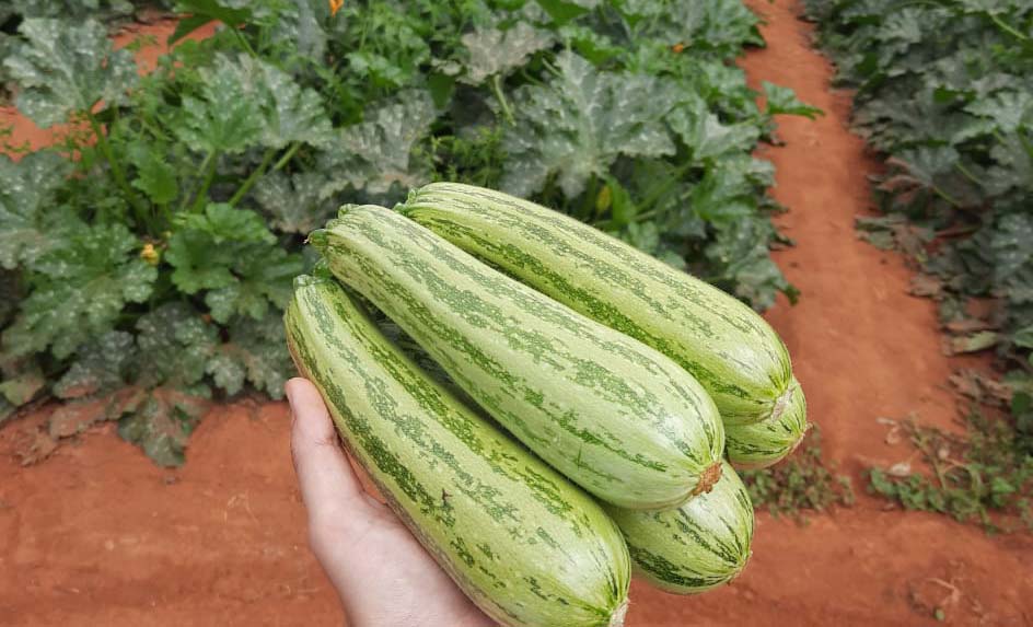 Agricultores contam como a variedade híbrida Flora tem trazido alta produtividade e resistência às principais viroses