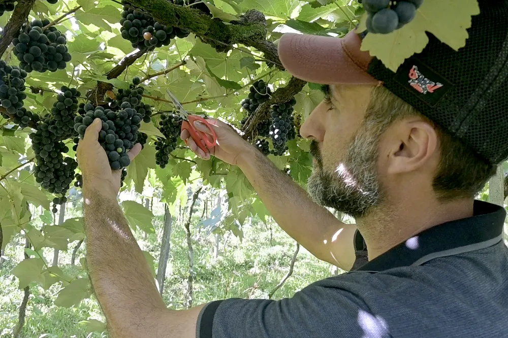 Tradição e inovação: a família Sozim colhendo frutos do trabalho artesanal na Chácara Sozim. (Foto: Toninho Anhaia)