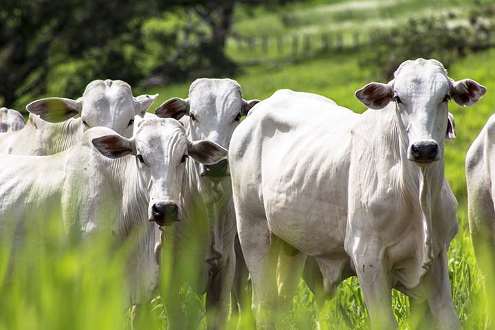 Um tratamento eficaz contra os parasitas garante maior produtividade e lucratividade ao pecuarista