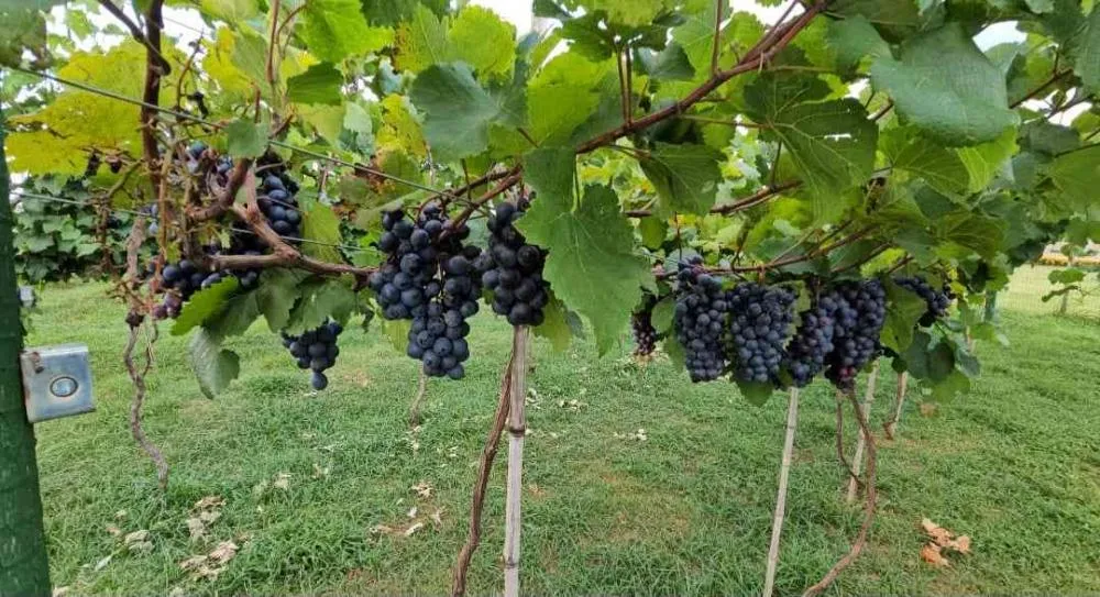 A fruticultura ganha espaço nas atividades do IDR-PR Crédito: Assessoria