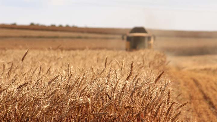 A produção brasileira de trigo é estimada em 5,4 milhões de toneladas na safra 2019/2020, com estimativa de área de 1,98 milhão de hectares.