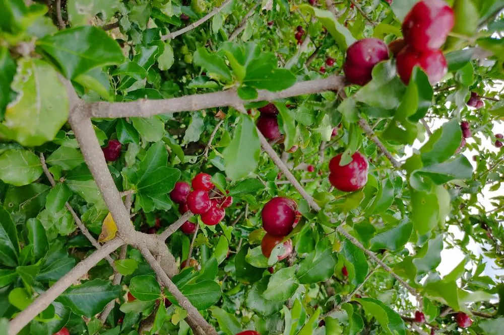 Inovações na Fruticultura são destaque durante o Show Rural Coopavel 2025 Foto: IDR-PR