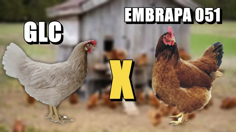 GLC ou EMBRAPA 051: Qual a melhor opção para produção de ovos?
