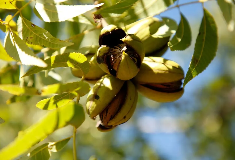 Coordenador técnico do IBPecan aponta detalhes sobre irrigação e fases críticas da nogueira