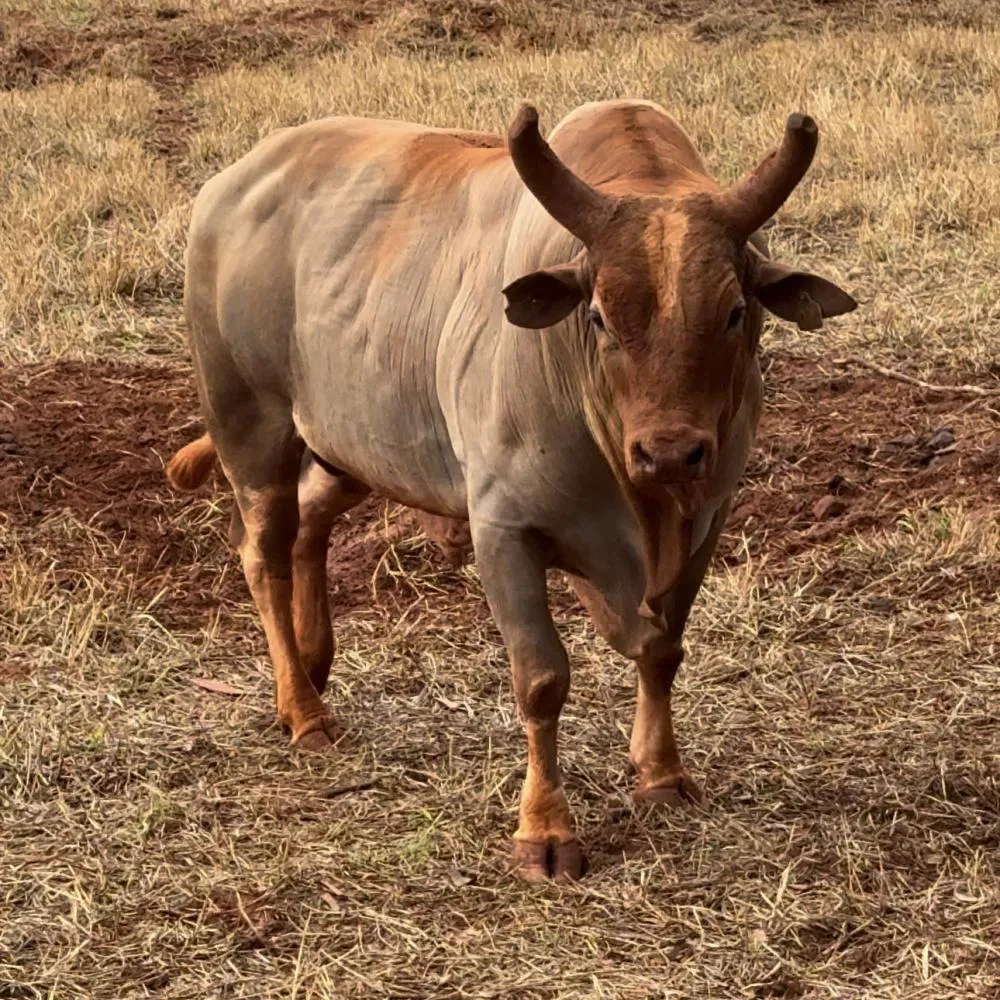 Touro Cobiçado, eleito o melhor animal da Festa do Peão de Barretos de 2024.