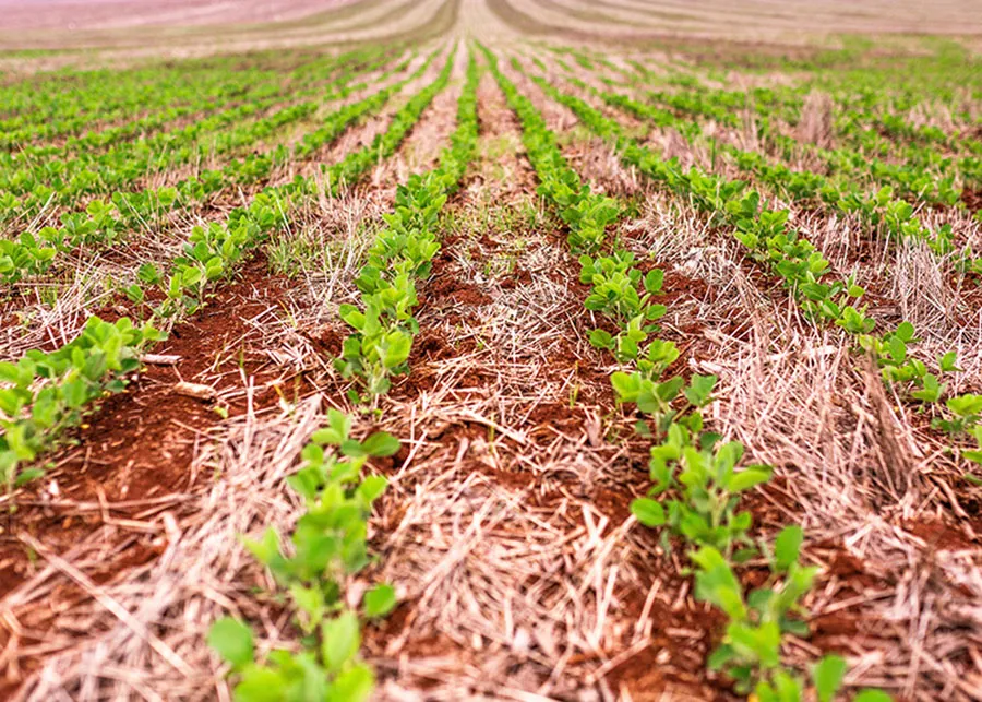 As novas cultivatres têm grande potencial de impacto na produção de soja.Foto Embrapa