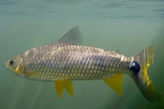 Pesquisas com peixes de água doce sul-americanos desvendam sua evolução e descobrem novas espécies - Na foto, Piapara Foto: O Perobal/UEL