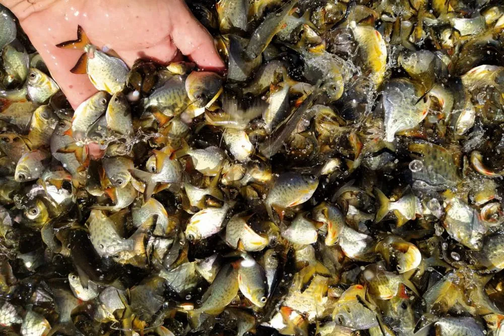 Programa Rio Vivo promove a soltura de peixes de nove espécies nativas nos rios do Paraná Foto: SEDEST