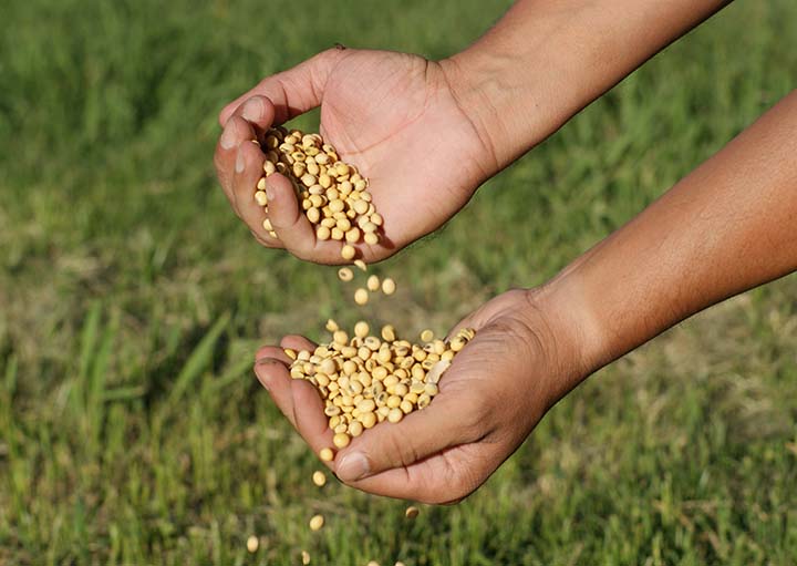 A expectativa da empresa é contratar 730 classificadores de grãos para atuar em diversos estados do Brasil, como Mato Grosso, Paraná, Goiás, Tocantins, Bahia, Maranhão, Mato Grosso do Sul e Rio Grande do Sul.