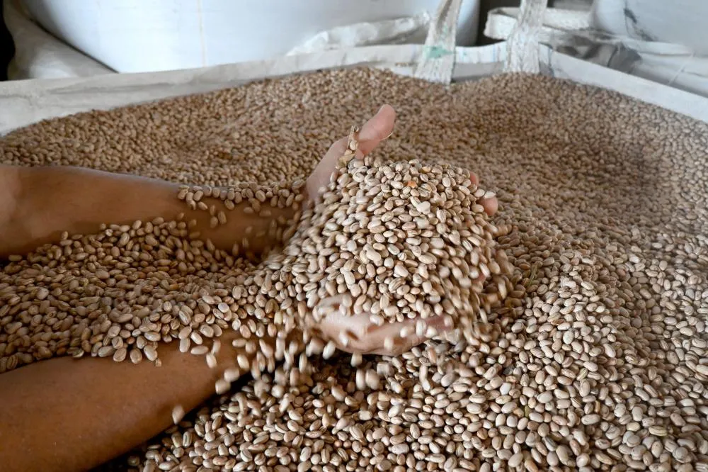 Com apoio do Sistema FAEP, iniciativa divulga diariamente valores de referência para a comercialização em seis Estados, incluindo o Paraná. Foto Toninho Anhaia