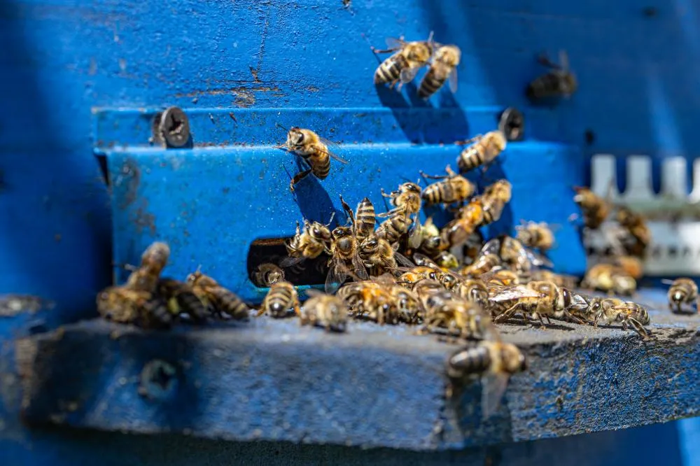 Prática é destacada pelo Programa Colmeia Viva®, que estimula o diálogo entre agricultores e apicultores para garantir a produção sustentável de alimentos. Foto assessoria