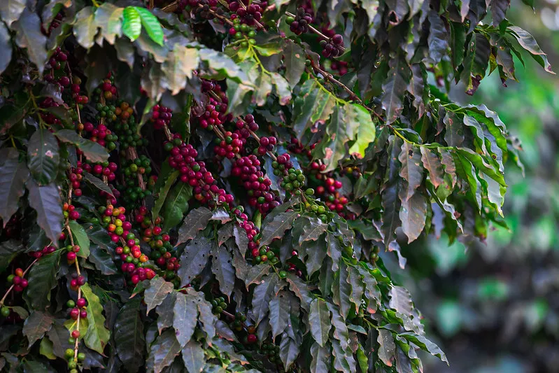 Produção brasileira enfrenta desafios, enquanto o café já pesa mais no bolso do consumidor Foto Foto: Wenderson Araujo/ Sistema CNA