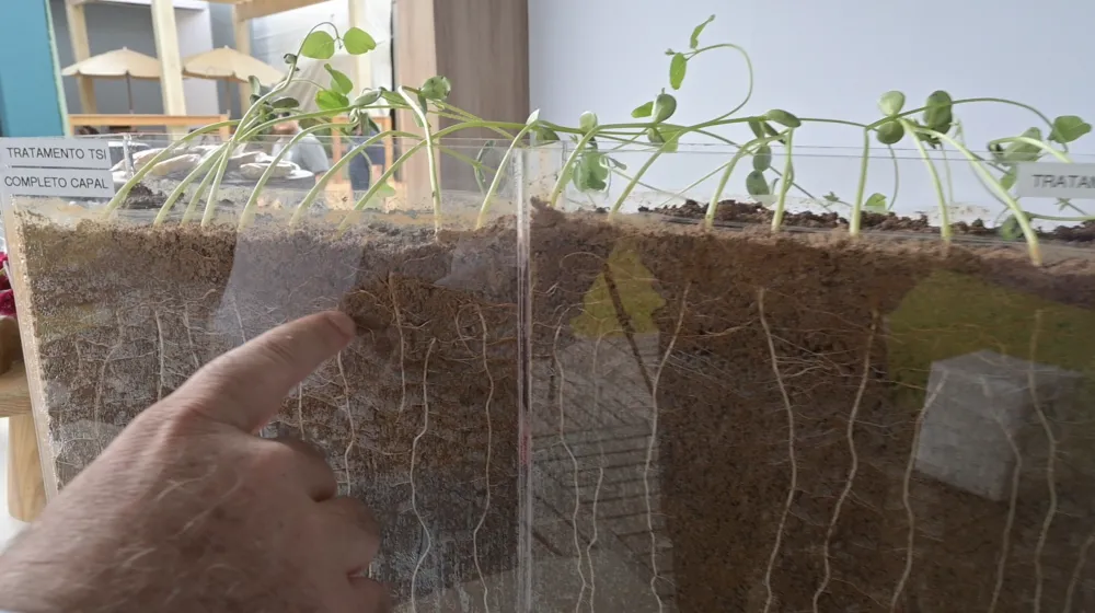 Demonstrativo no estande da Capal Sementes no Show Tecnológico de Verão da Fundação ABC exibe a diferença no enraizamento de plantas tratadas com TSI completo, evidenciando o impacto da tecnologia na produtividade agrícola. Foto Toninho Anhaia