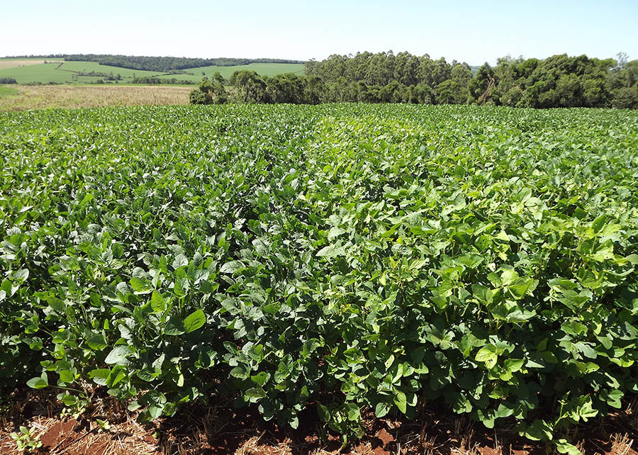 Experimentos comprovam que semear aveia-preta e trigo no Sul Brasil, durante o outono/inverno, aumenta a produtividade da soja - Foto: João Leonardo Fernandes Pires