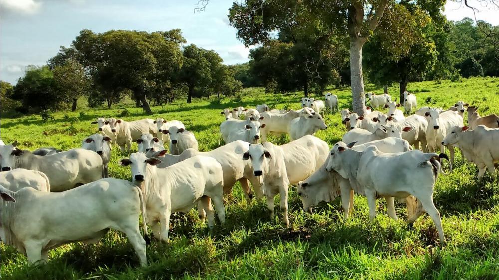 Animais desverminados