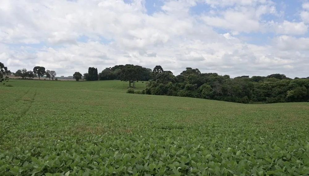 O volume de defensivos agrícolas utilizados para o controle de pragas, doenças e plantas daninhas cresceu 8,5%. Foto Toninho Anhaia