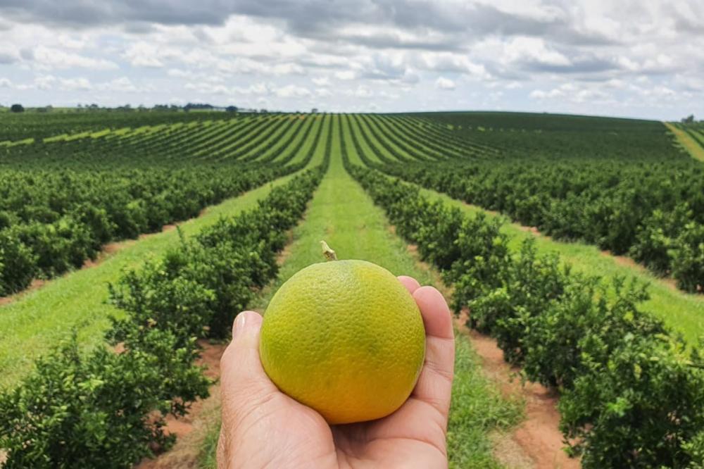 O avanço é resultado de pesquisa e defesa agropecuárias promovidas pelo Governo do Estado do Paraná e investimentos de cooperativas agroindustriais.