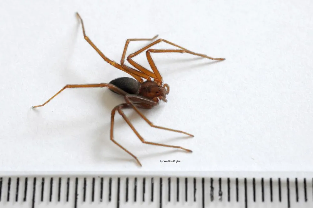 Com nova obra, Centro de Imunobiológicos voltará a produzir soro para aranha-marrom Foto: Venilton Kuchler/Arquivo SESA