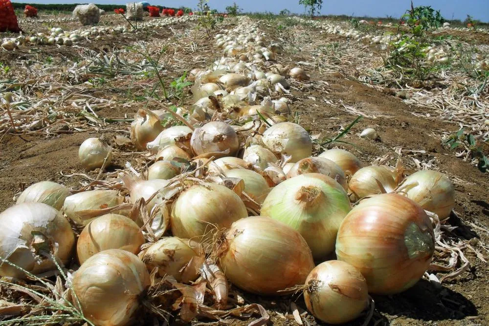 Produção em alta se deve principalmente ao uso da tecnificação em lavouras da região de Guarapuava, no Centro-Sul. A expectativa é que também haja ampliação na área com plantio de cebola no Estado nos próximos anos. Foto: Roberto Dziura Jr/AEN