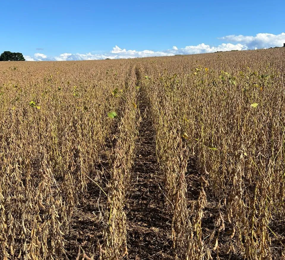 A Castrolanda Cooperativa Agroindustrial prevê safra recorde de 547.842 toneladas de grãos em 2024/2025, impulsionada pelo aumento da produtividade de soja e milho no Paraná e em São Paulo. Foto divulgação