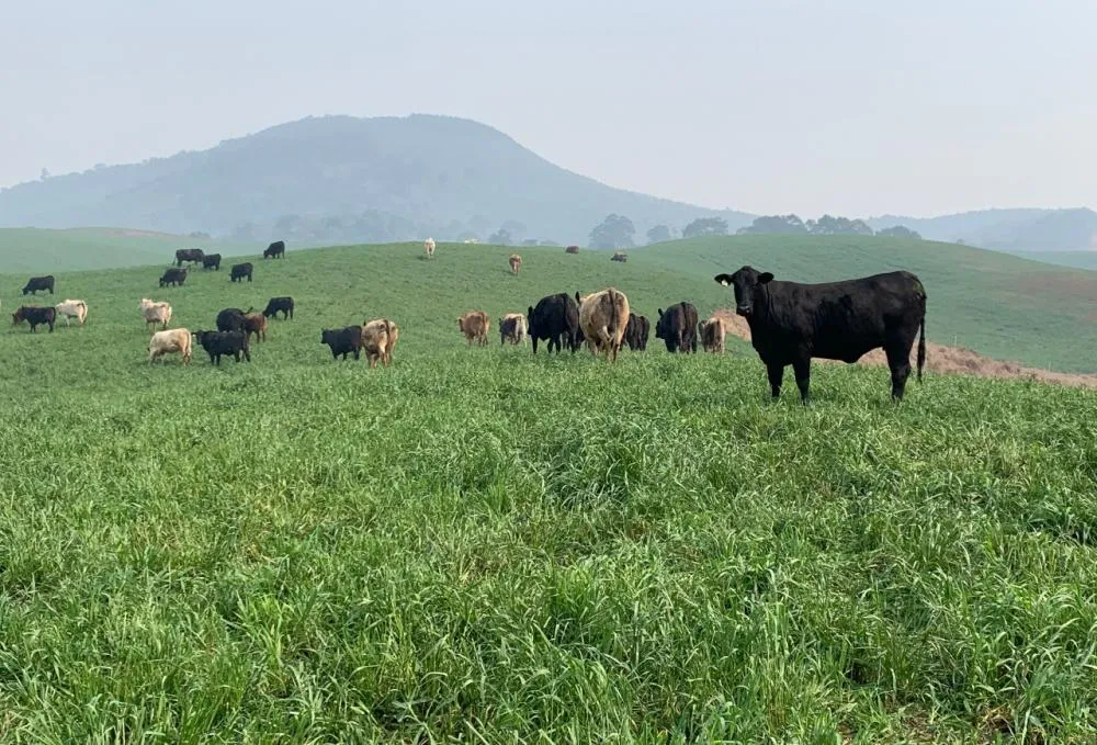 Legislação sobre carbono abre caminho para protagonismo do agro no mercado sustentávelFoto: Armindo Barth Neto/Divulgação