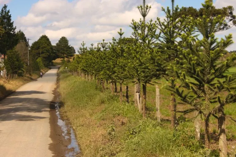 Imbituvão: projeto da Unicentro ajuda a mapear riquezas e potenciais florestais do Paraná Foto: Arquivo pessoal