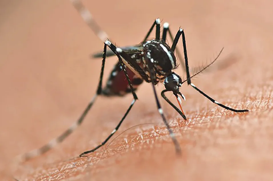 Paraná terá 218 municípios na vacinação contra dengue Foto: SESA-PR