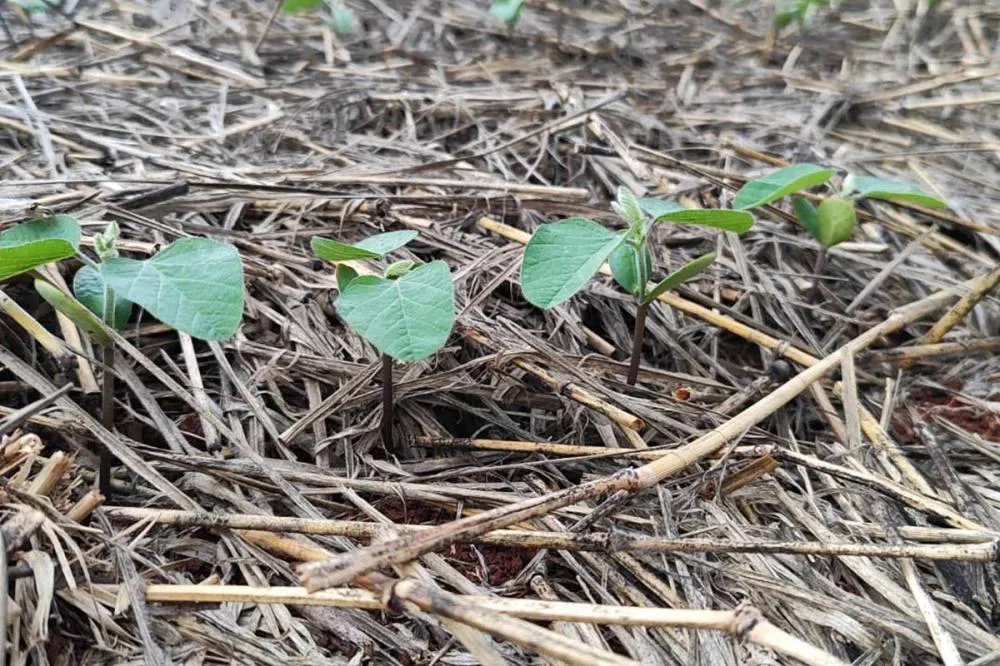 Dia Nacional do Solo alerta para preservação do bem mais precioso para subsistência humana