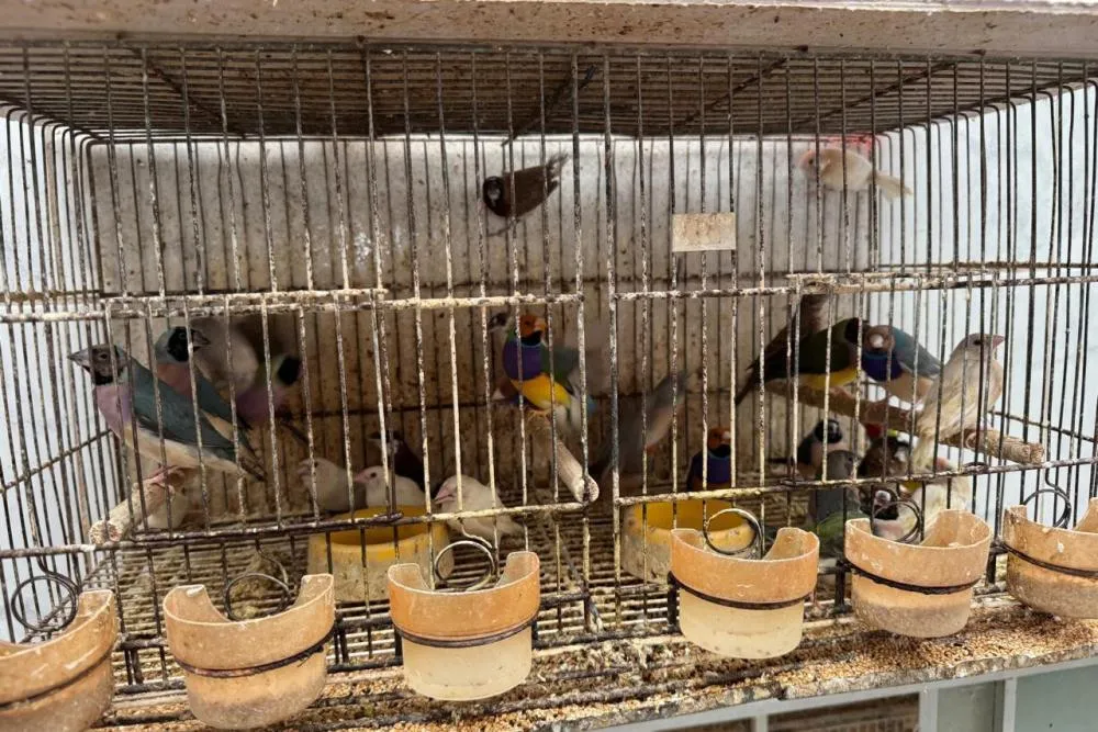 Abril Laranja: maus-tratos de animais não se limitam à agressão física, alerta PCPR Foto: Bianca Mendonça/PCPR