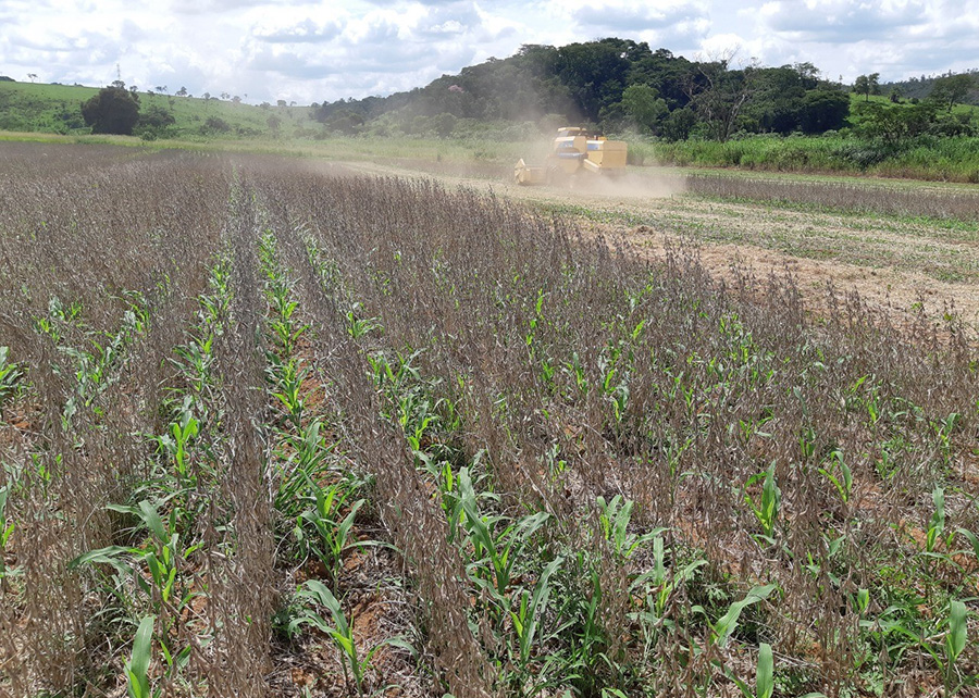 Os resultados do Sistema Antecipe têm sido promissores, tanto nas operações de plantio intercalar do milho quanto na colheita da soja e no desenvolvimento do milho após a colheita dessa leguminosa - Foto: Décio Karam