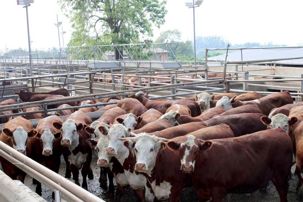 O aumento das cotações da carne animou os produtores a investirem no mercado e a tendência é crescermos ainda mais