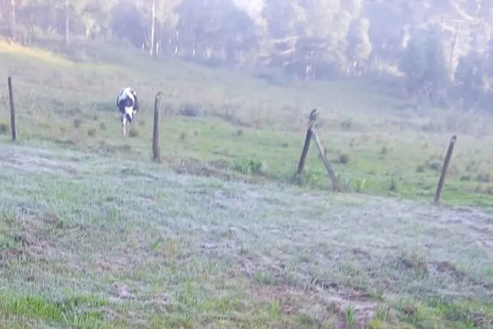 O frio e a geada chegaram: Curitiba e 37 cidades têm a menor temperatura do ano Foto: Arquivo Pessoal