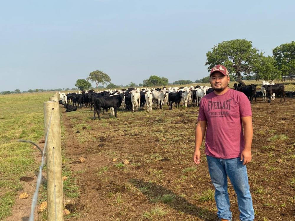 O produtor Leonardo Massaro Sato afirma que a propriedade conseguiu obter um ótimo resultado nos percentuais de prenhez da vacada e na desmama precoce dos bezerros