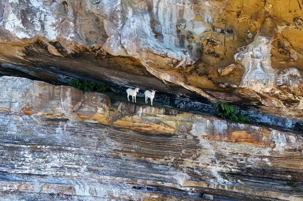 Animais foram destinados à Universidade Estadual do Sudoeste da Bahia e à Embrapa para estudos científicosFoto: Jessyca Teixeira/ICMBio Abrolhos