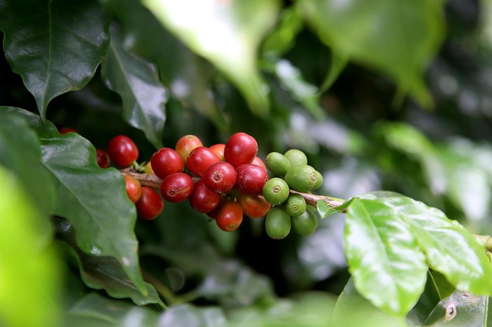 O Paraná tem 38 mil hectares cultivados com café, sendo 35,5 mil ocupados com lavouras em plena produção.