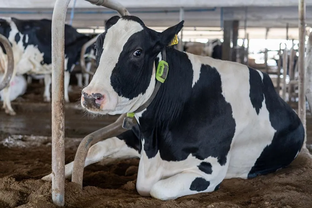 Monitoramento inteligente ajuda a detectar cio e doenças precocemente, melhorando o manejo do rebanho.Foto: Cowmed