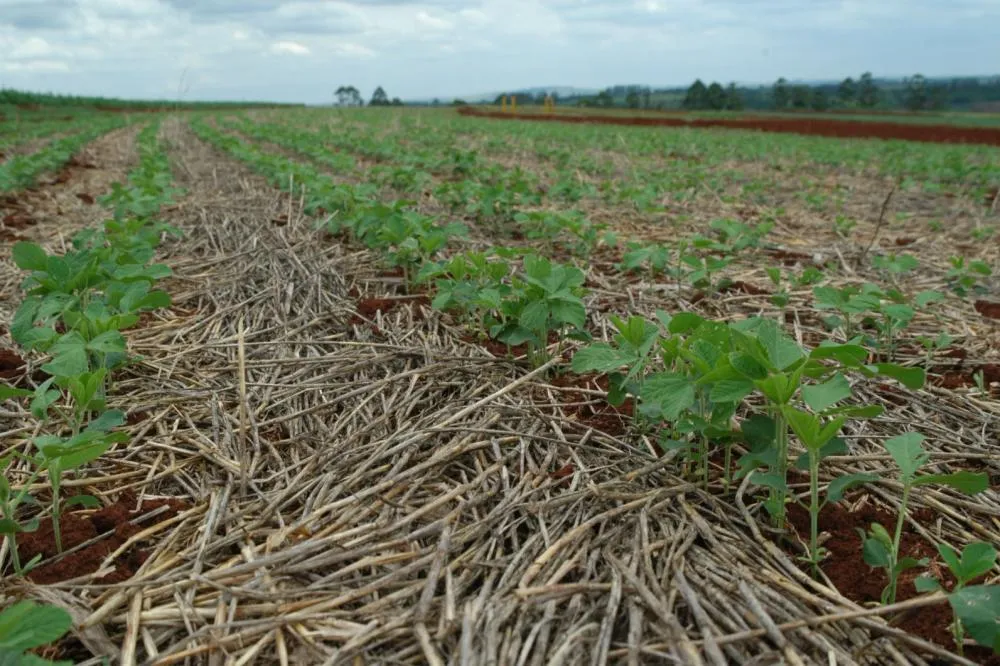 Sistema Plantio Direto: inovação que brotou no Norte do Paraná e conquistou o mundo Foto: IDR