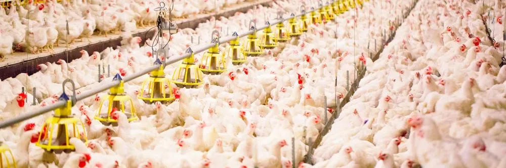 Sistema FAEP pede medidas para reabrir mercado internacional ao frango paranaense. Foto Sistema Faep.
