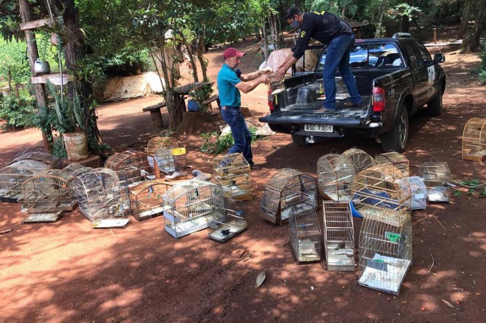 A Operação Voo Livre foi criada com o objetivo de fiscalizar os criadores amadores cadastrados no Sistema de Controle e Monitoramento da Atividade de Criação Amadora de Pássaros (SisPass), do Ibama.